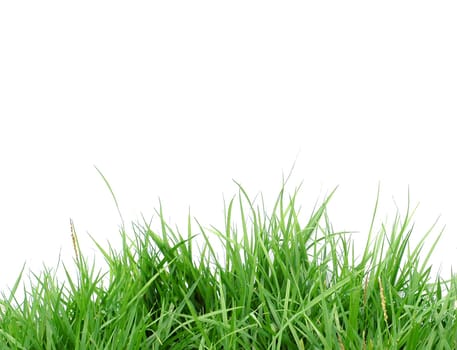 fresh spring green grass isolated on white background