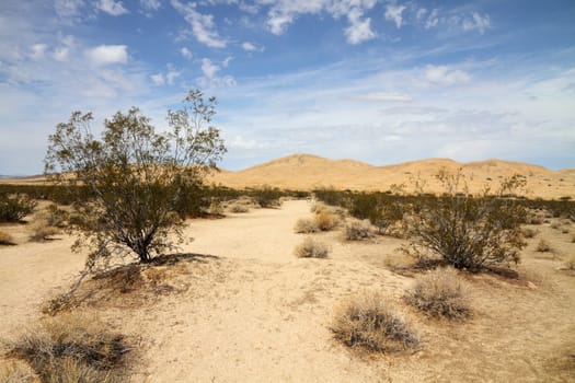 The Mojave Desert located at southeastern California, southern Nevada, southwestern Utah and northwestern Arizona.