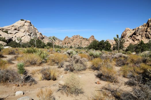 Joshua tree (Joshua Tree National Park)