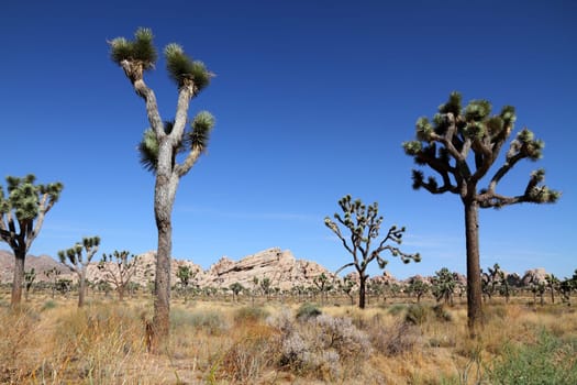 Joshua tree (Joshua Tree National Park)