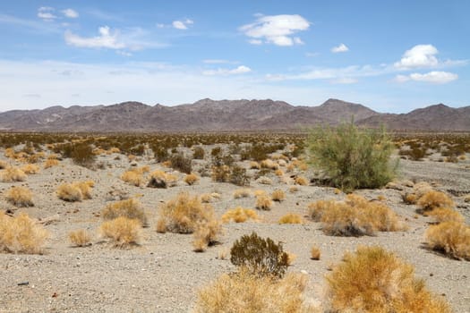 The Mojave Desert located at southeastern California, southern Nevada, southwestern Utah and northwestern Arizona.