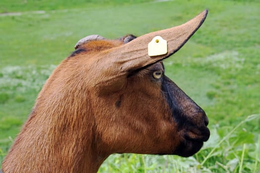 A mountain goat