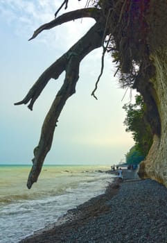 Tree roots tower over the beach of Königstuhl
