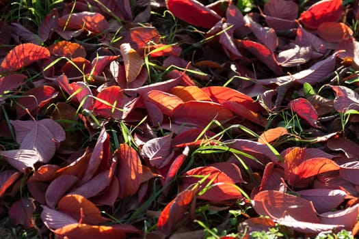 Red autumn leaves are shining through by the sun