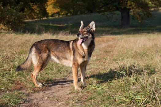 German shepherd dog in a meadow in the forest