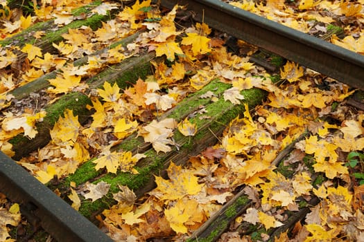 Autumn leaves between unused train tracks