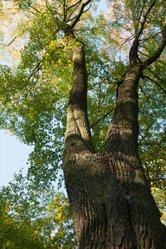 Tree trunk of a maple tree photographed from below