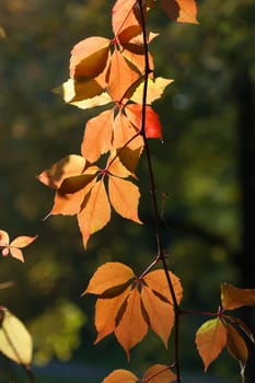 Red-gold autumn leaves in the backlight of the sun