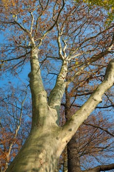 Large beech tree taken from below
