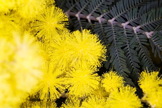 Mimosa flower
