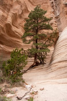 A tree grows in the canyon