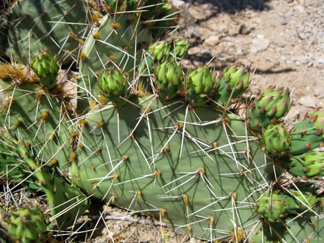 Desert Plants in New Mexico