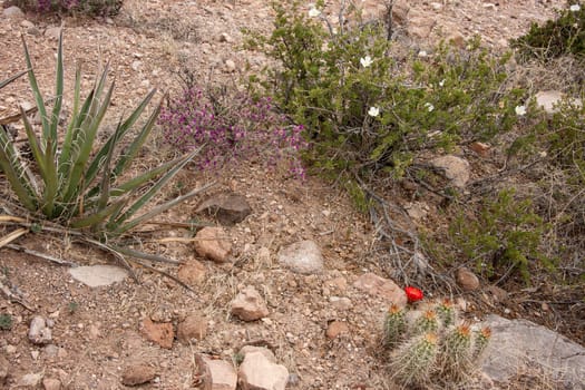 Desert Plants in New Mexico