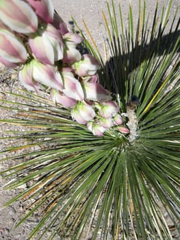 Desert Plants in New Mexico
