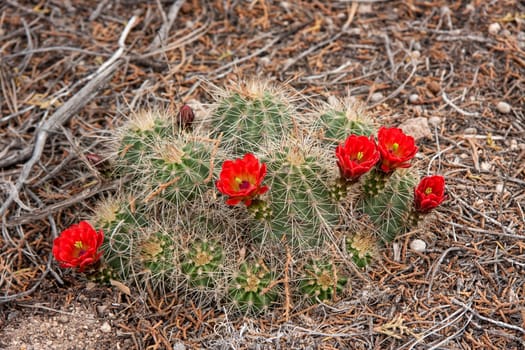 Desert Plants in New Mexico