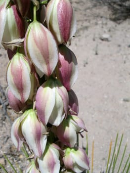 Desert Plants in New Mexico