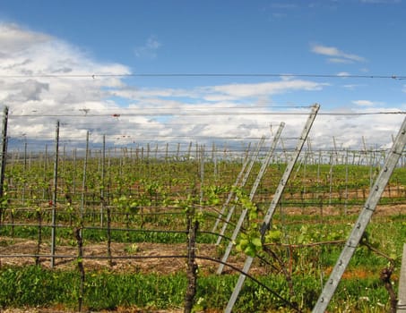 Vineyards at the Kaiserstuhl,Baden-Württermberg,Germany