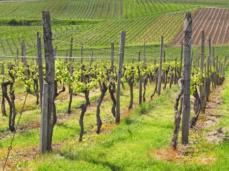 Vineyards at the Kaiserstuhl,Baden-Württermberg,Germany
