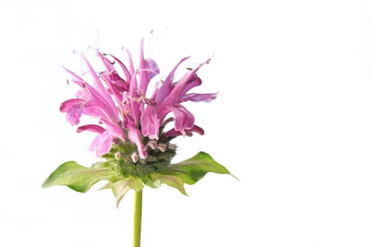 Flower of golden balm Monarda didyma