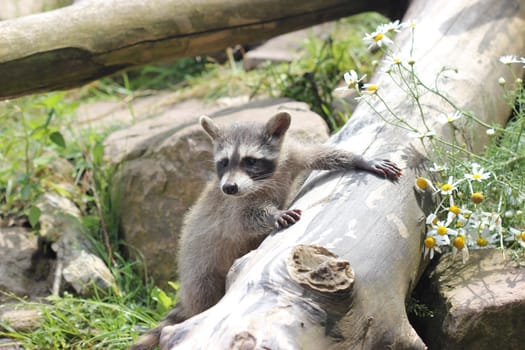 Baby raccoon at Sababurg Zoo