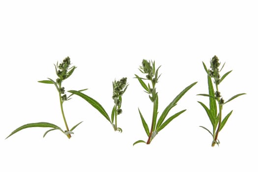 Common or common mugwort (Artemisia vulgaris),isolated against a white background