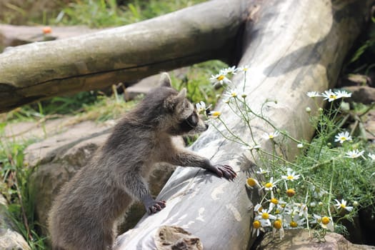 Baby raccoon at Sababurg Zoo