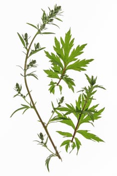 Common or common mugwort (Artemisia vulgaris),isolated against a white background