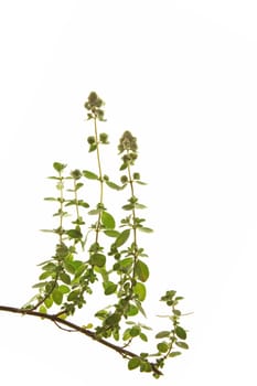 Marjoram,Origanum majorana,isolated against white background