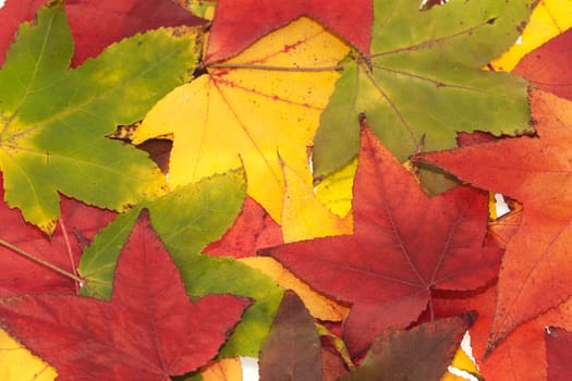Autumn background