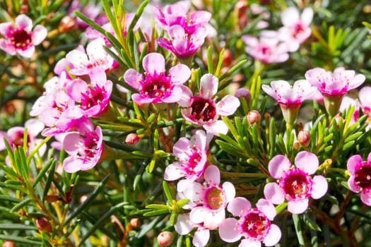 Flowers - Geraldton wax
