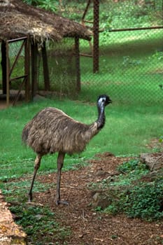Emu strolling on lawn of Nandan Kanan Zoological Park, Bhuvaneshwar, Orissa, India, Asia