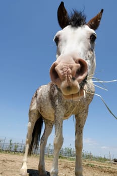 closeup of a horse that eats hay