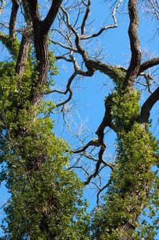 Tree overgrown with ivy