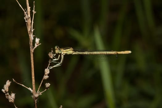 Dragonfly sitting on a bare branch of a shrub