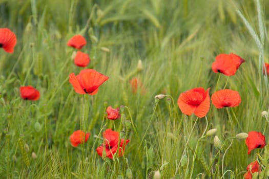 Poppies stand in a ripe barley field