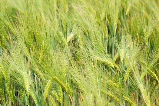 Ears of barley in a large field