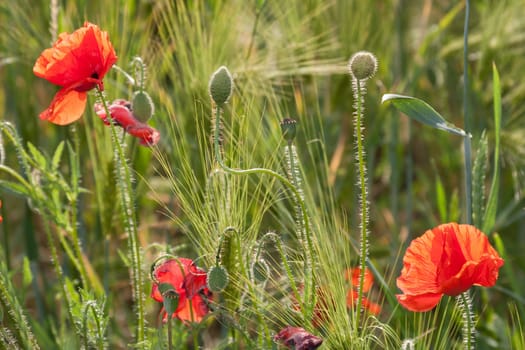 Poppies and buds backlit in the field