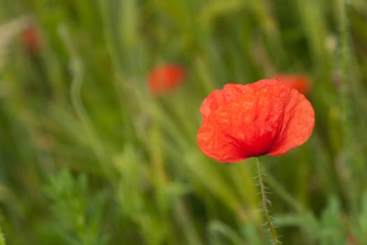 Single poppy flower stands in a barley field