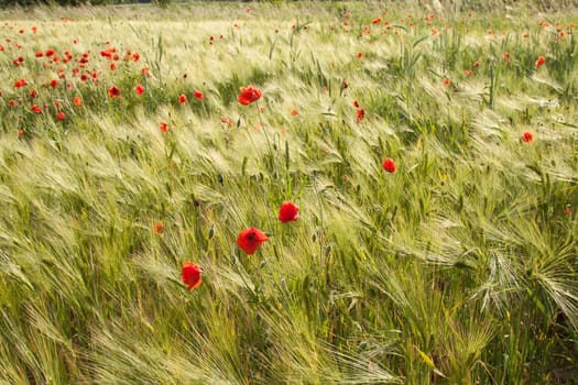 Barley field with many poppies