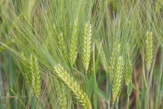 Barley fruits as a close-up in the field