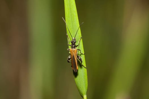 Musk buck sitting on a blade of grass