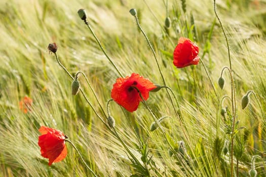 Three poppies stand in a barley field
