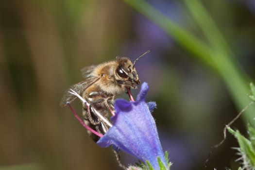 Bee sitting in the flower of a meadow flower
