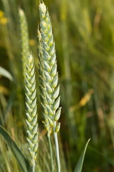 Two ears of wheat isolated in the field