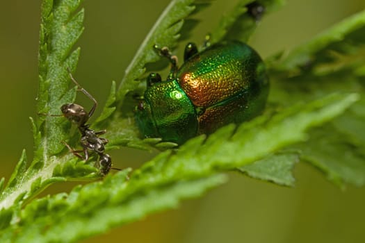 Leaf beetle and ant together on one leaf