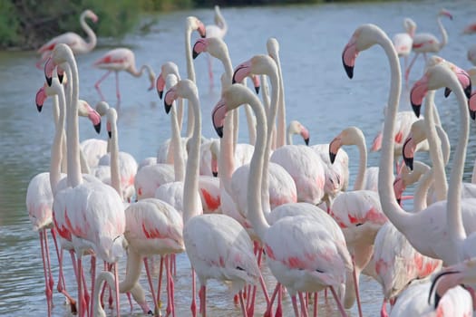 The group of flamingos walking in the lake. (Camargue, South France)
