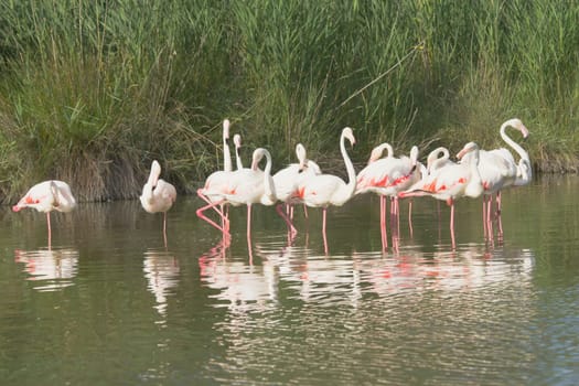 Group of flamingos standing in the lake. (Camargue, South France)