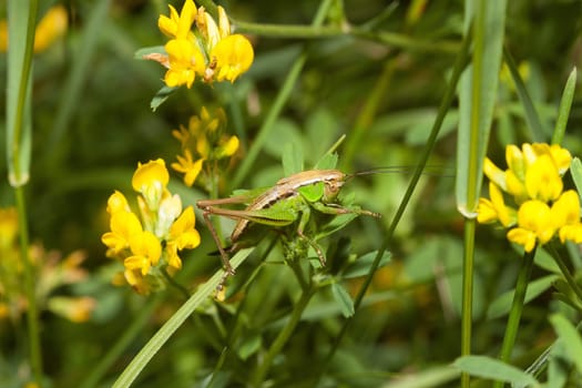 Grasshopper sitting on a blade in the meadow