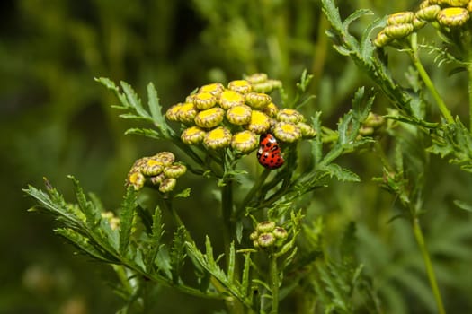 Two ladybugs on wild flower