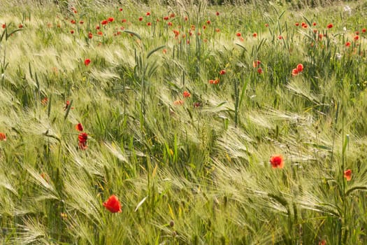 Barley field with many poppies